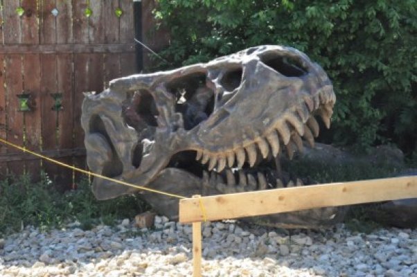 Expoziţia de dinozauri de la Complexul Muzeal de Ştiinţe ale Naturii îşi deschide porţile de 1 iunie